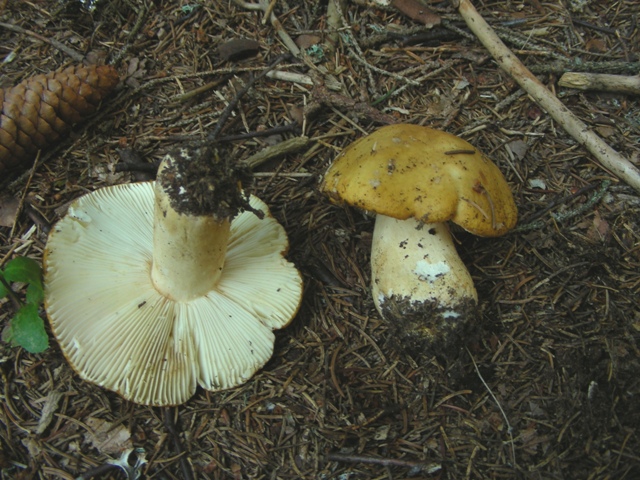 Qualche russula